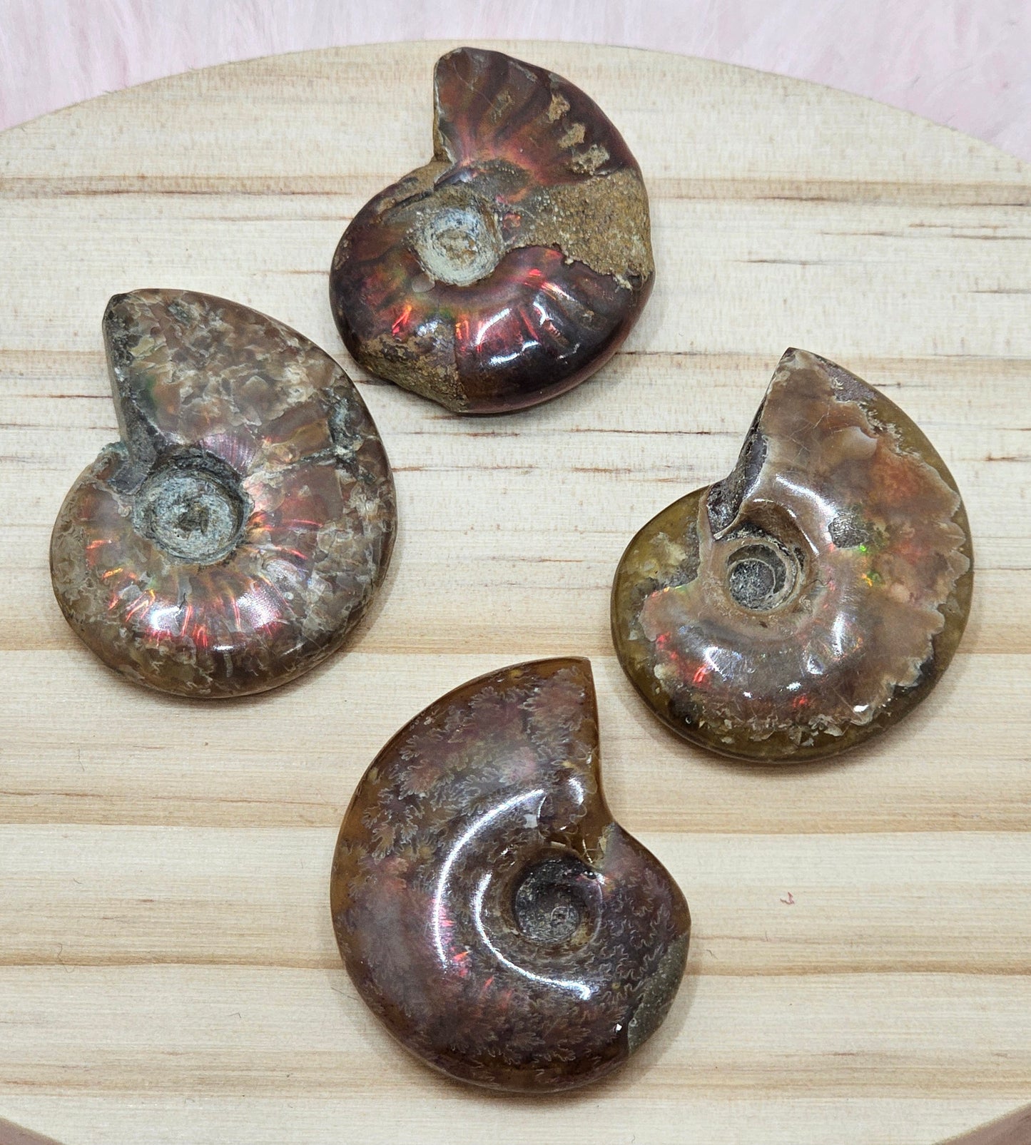 Ammonite