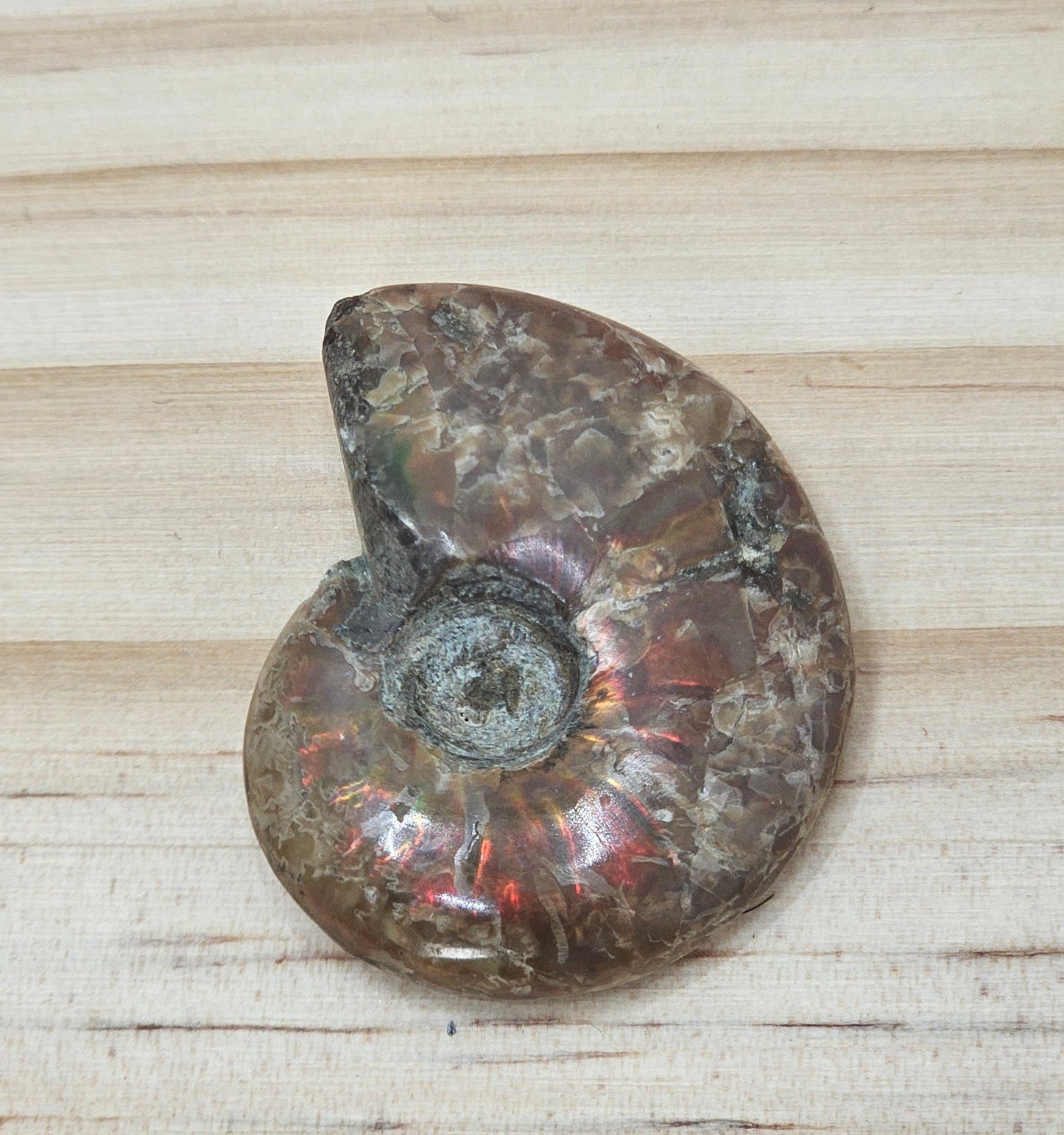 Ammonite