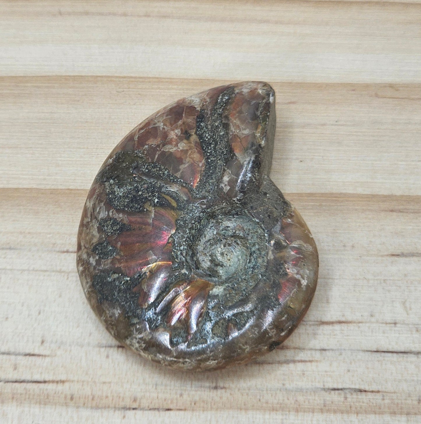 Ammonite