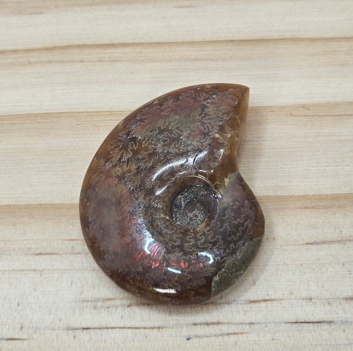 Ammonite