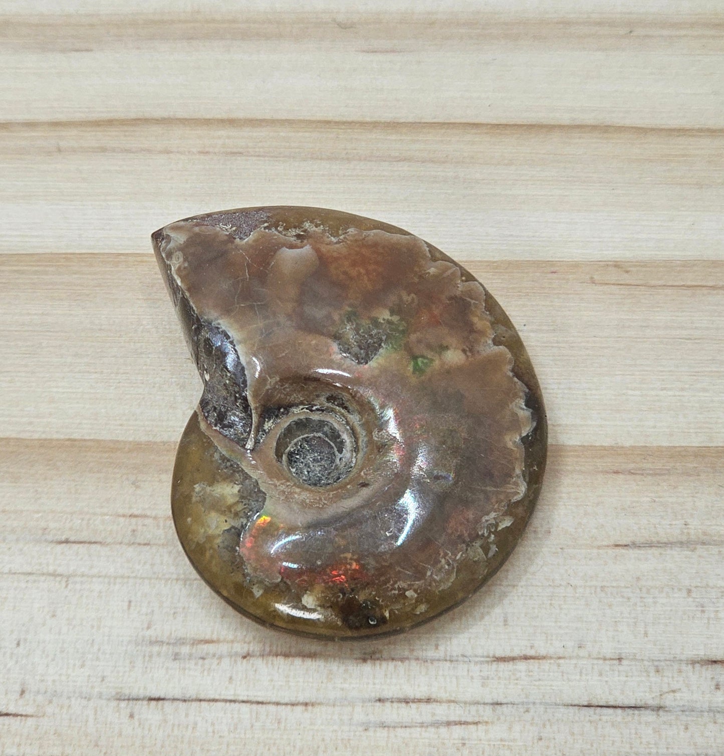 Ammonite