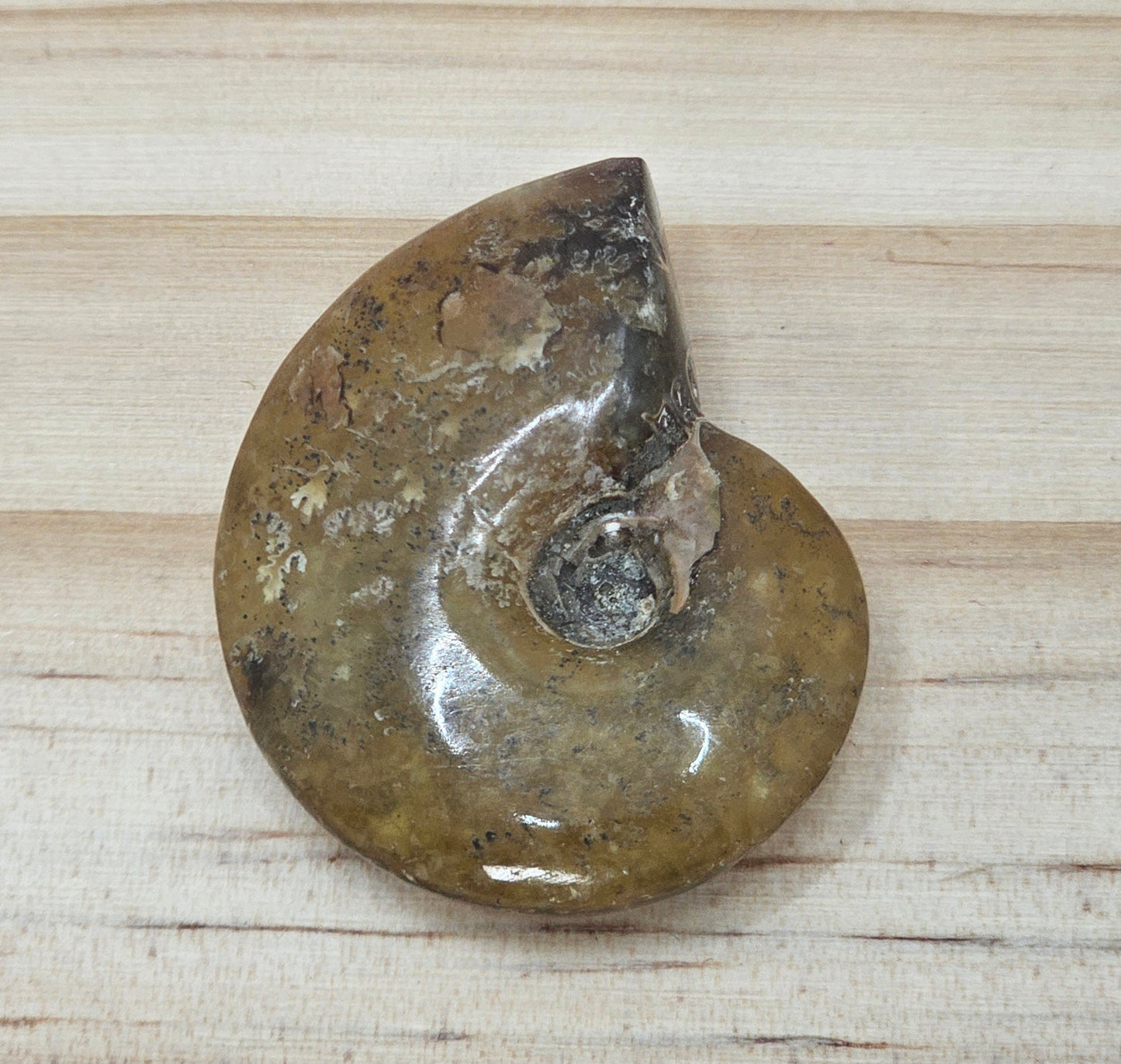 Ammonite