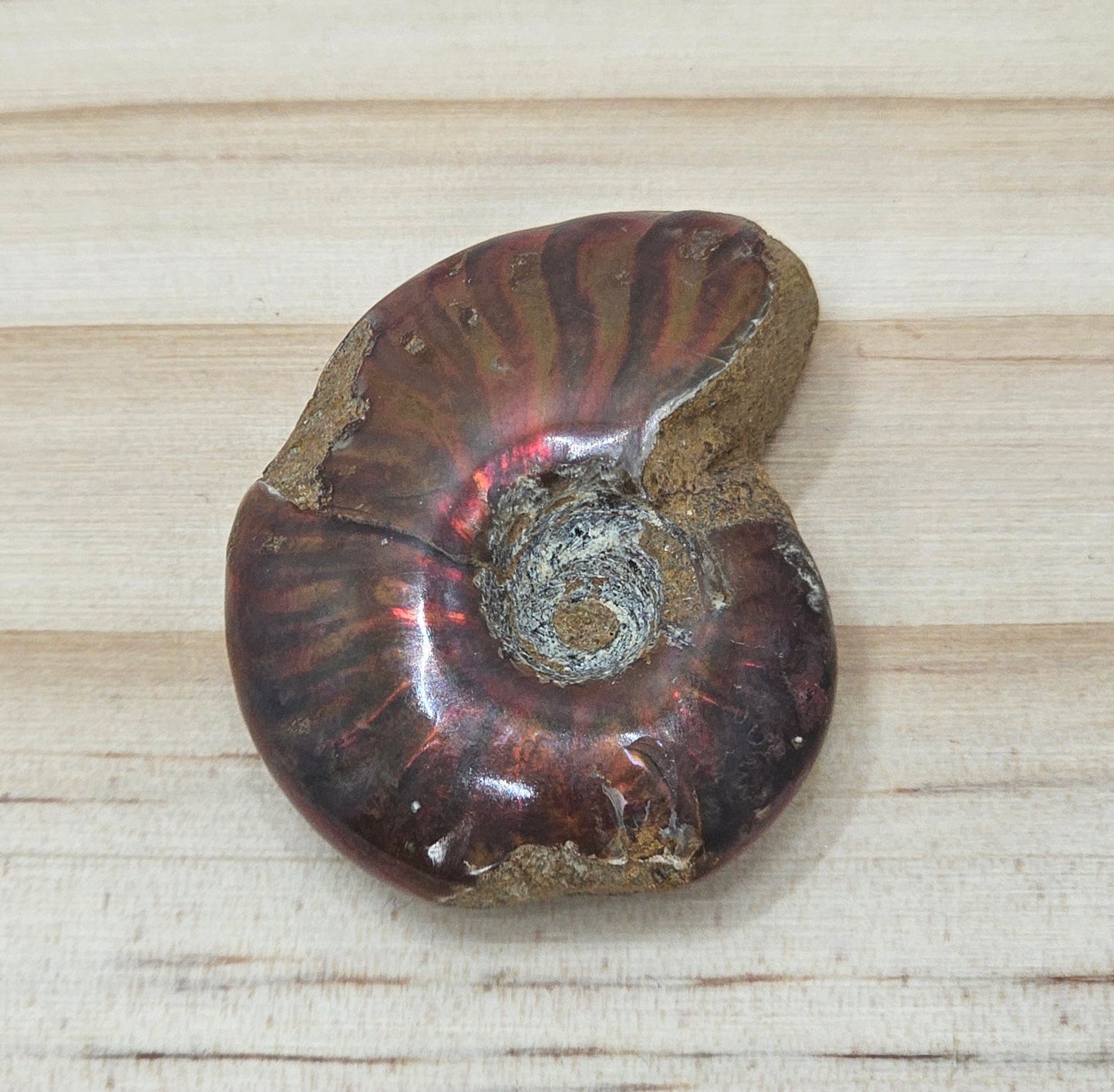 Ammonite