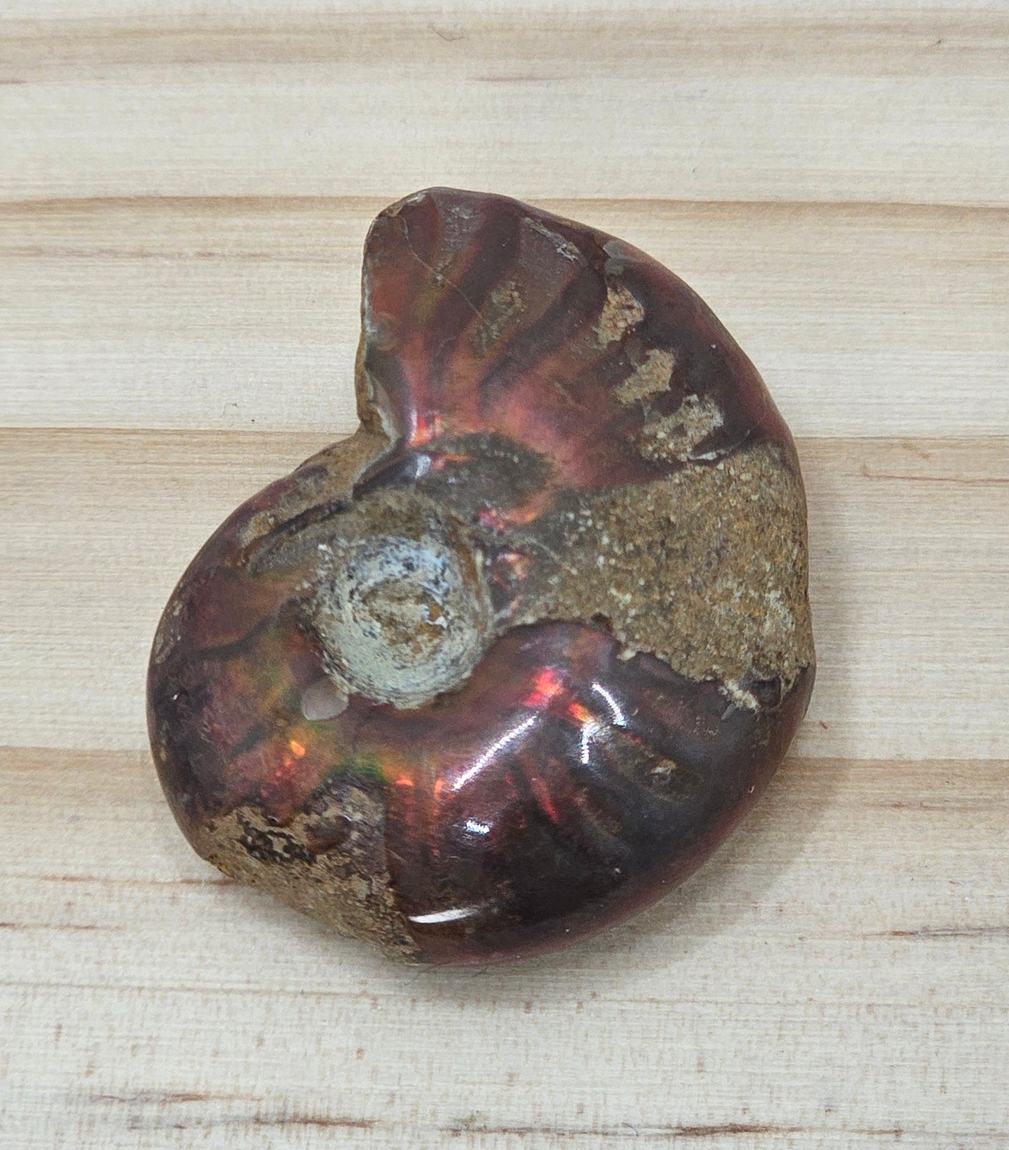 Ammonite